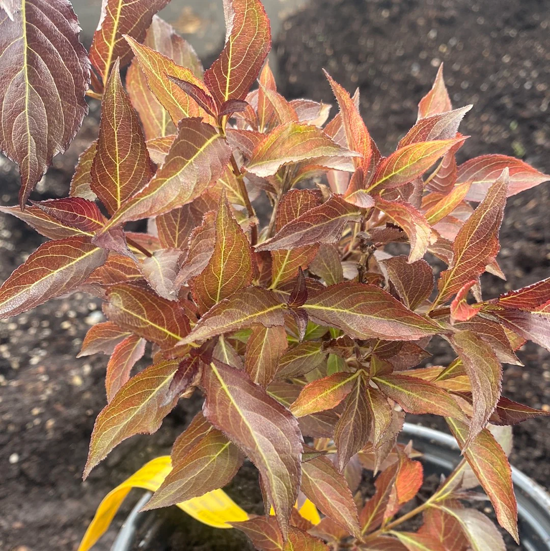 Best Selling Plants